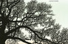 Trees in Winter: A beautiful book for anyone who loves printmaking and nature by Richard Shimell