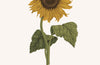 Sunflower Greetings Card