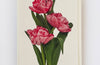 Pink Tulips Greeting Card | Birthday Card | Luxury Cards