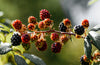 St Eval Hawthorn & Berries Scented Tin Candle