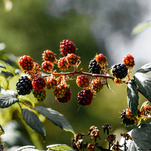 St Eval Hawthorn & Berries Scented Tin Candle