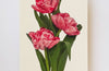 Pink Tulips Greeting Card | Birthday Card | Luxury Cards