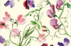 Emma Bridgewater Card Sweet Peas