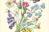 Emma Bridgewater Card Wild and Beautiful