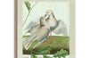 Turtle Doves