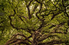 Forgotten Forests: Twelve Thousand Years of British and Irish Woodlands by Jonathan Mullard