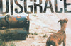 Disgrace by J.M. Coetzee