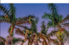 DK Florida