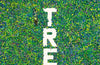 In Trees: An Exploration of Ancient Living Wisdom, From Wild Branches to Deep Roots by Robert Moor