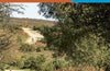 New Forest : OL 22