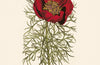 Poems For Gardeners by Germaine Greer
