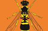 Insectpedia: A Brief Compendium of Insect Lore by Eric R. Eaton
