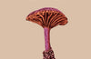 Fungi: A Species Guide by Peter Roberts & Shelley Evans