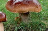 Mushrooms: No. 1 by John Wright