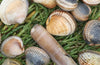 Edible Seashore: No. 5 by John Wright