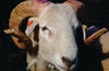 British Sheep Breeds by Susannah Robin Parkin