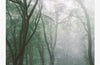 Chasing Fog by Laura Pashby