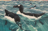 The Great Auk: Its Extraordinary Life, Hideous Death and Mysterious Afterlife by Tim Birkhead