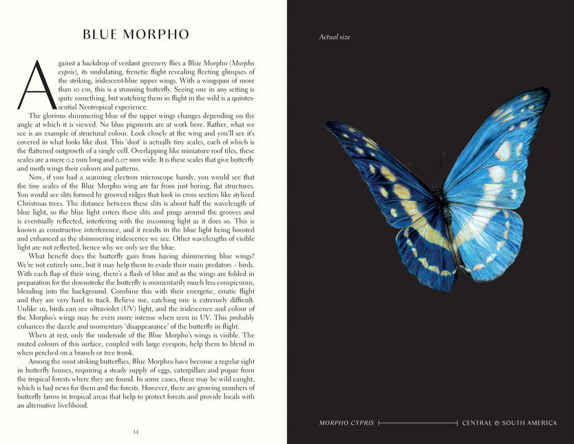 The Wonder of Insects: Uncovering their Hidden World: Fully Illustrated with 70 Stunning Species by Ross Piper