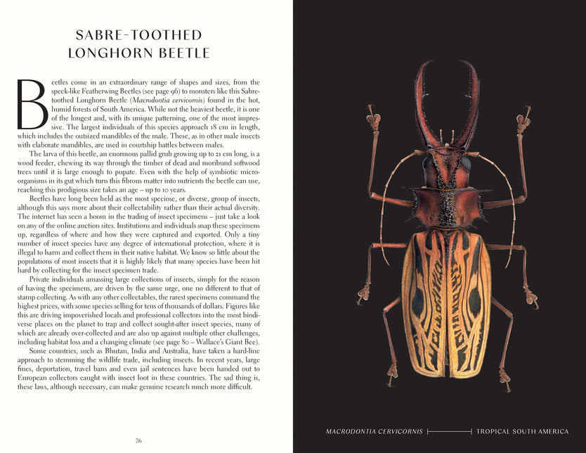 The Wonder of Insects: Uncovering their Hidden World: Fully Illustrated with 70 Stunning Species by Ross Piper
