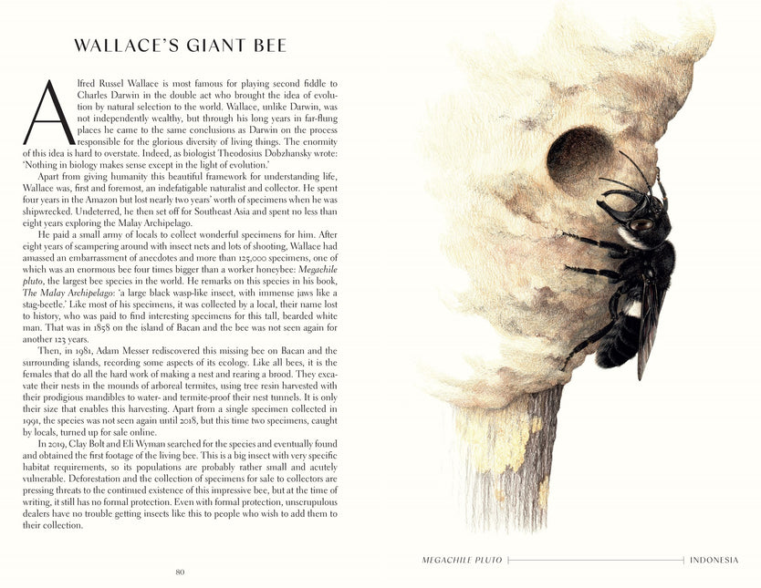 The Wonder of Insects: Uncovering their Hidden World: Fully Illustrated with 70 Stunning Species by Ross Piper