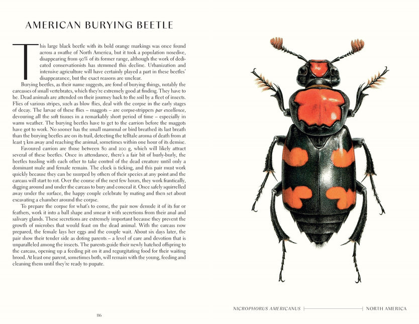 The Wonder of Insects: Uncovering their Hidden World: Fully Illustrated with 70 Stunning Species by Ross Piper