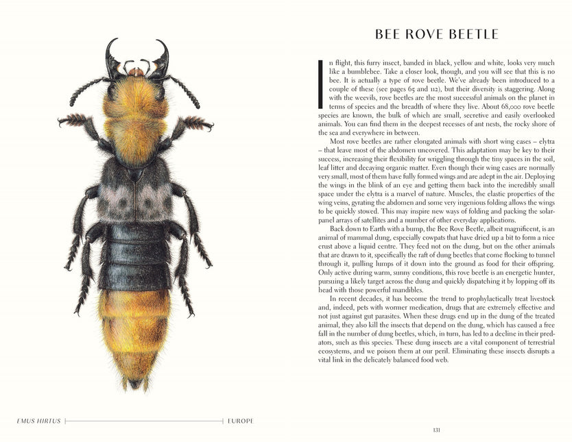 The Wonder of Insects: Uncovering their Hidden World: Fully Illustrated with 70 Stunning Species by Ross Piper