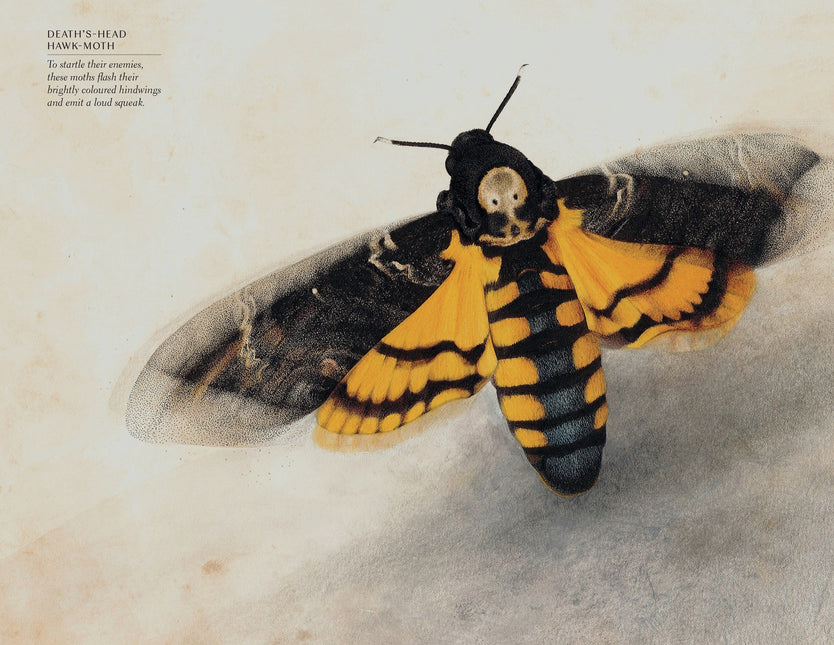 The Wonder of Insects: Uncovering their Hidden World: Fully Illustrated with 70 Stunning Species by Ross Piper