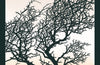 Trees in Winter: Pocket edition by Richard Shimell