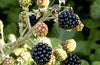 Hedgerow: No. 7 by John Wright
