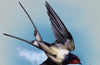The Swallow: A Biography by Stephen Moss