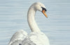 The Swan: A Biography by Stephen Moss