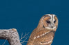 The Owl: A Biography by Stephen Moss