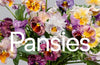Pansies: How to Grow, Reimagine, and Create Beauty with Pansies and Violas by Brenna Estrada