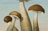 John Derian Paper Goods: Mushrooms 1,000-Piece Puzzle