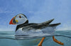 The Puffin: A Biography by Stephen Moss