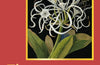 Flowers & Art: 50 masterpieces & their flower types by Susie Hodge