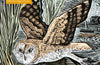 Angela Harding: Marsh Owl: 1000-piece Jigsaw Puzzle
