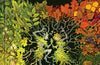 Tree Folk: Tree folk tales, songs and lore from Britain and Ireland by Lisa Schneidau