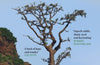 Nature's Genius: Evolution's Lessons for a Changing Planet by David Farrier