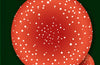 Fungi: The World of Mushrooms