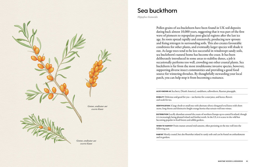 The Coastal Forager: Wild maritime food to preserve, cook, eat by Mark Williams