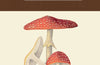 Kew Pocketbooks: Fungi
