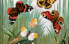 An Insect A Day: Bees, bugs, and pollinators for every day of the year Volume 6 by Dominic Couzens & Gail Ashton