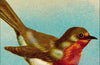 The Robin: A Biography by Stephen Moss