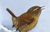 The Wren: A Biography by Stephen Moss
