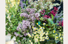 The Fragrant Flower Garden: Growing, Arranging & Preserving Natural Scents by Stefani Bittner & Alethea Harampolis