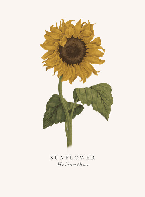 Sunflower Greetings Card