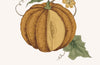 Pumpkin Greetings Card