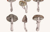 Mushroom Greetings Card